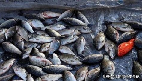 魚死掉要撈起來嗎|死了魚怎麼處理遺體，魚死了怎麼辦